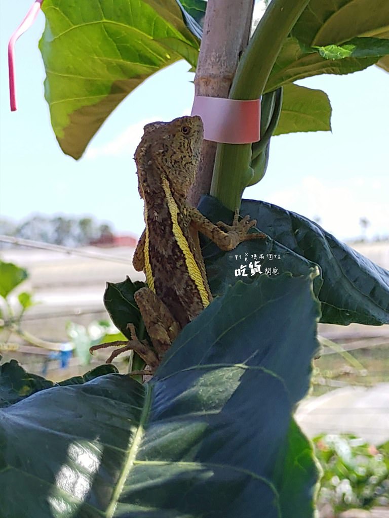 南投埔里老杜百香果