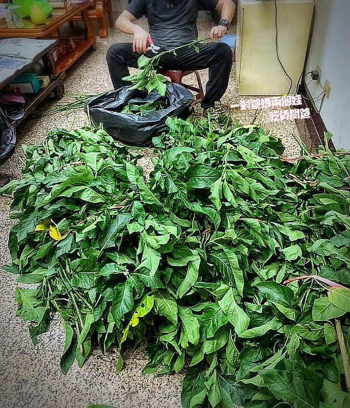 高雄茶飲『鐵馬佬青草茶』