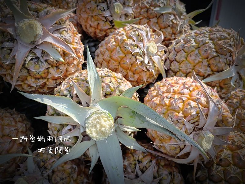 屏東新埤泉鳳農場『芒果鳳梨』