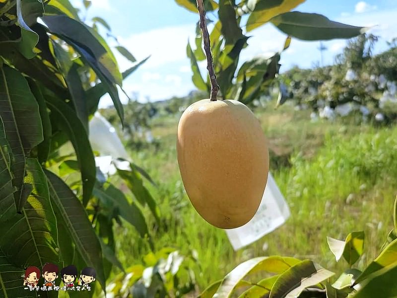 高雄宅配美食 夏雪芒果 疫情餐 愛文芒果 土芒果