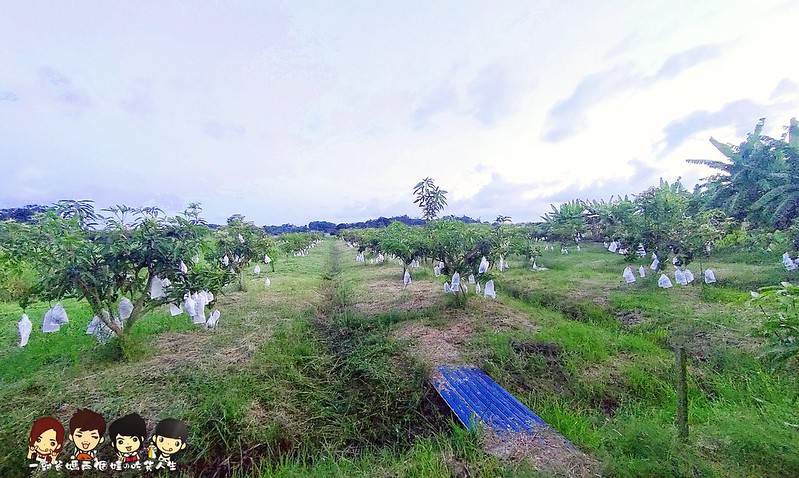 高雄宅配美食 夏雪芒果 疫情餐 愛文芒果 土芒果