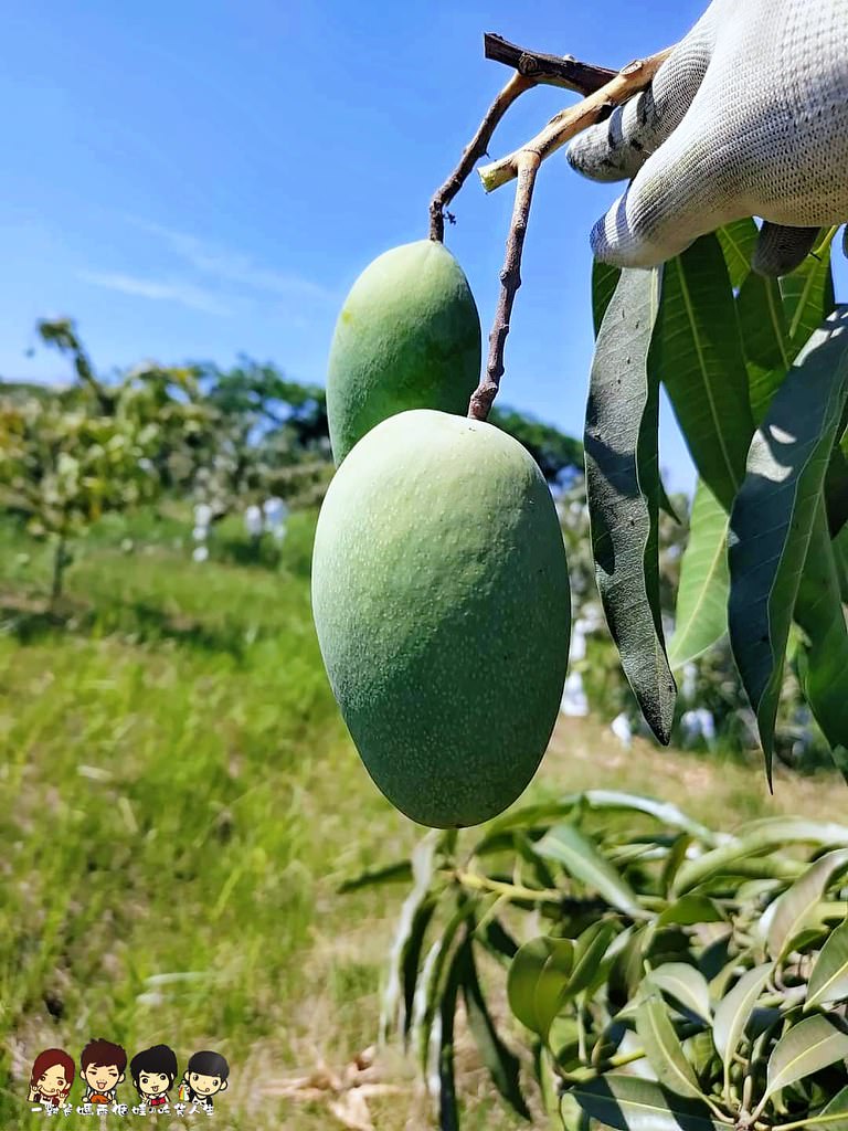 高雄宅配美食 夏雪芒果 疫情餐 愛文芒果 土芒果